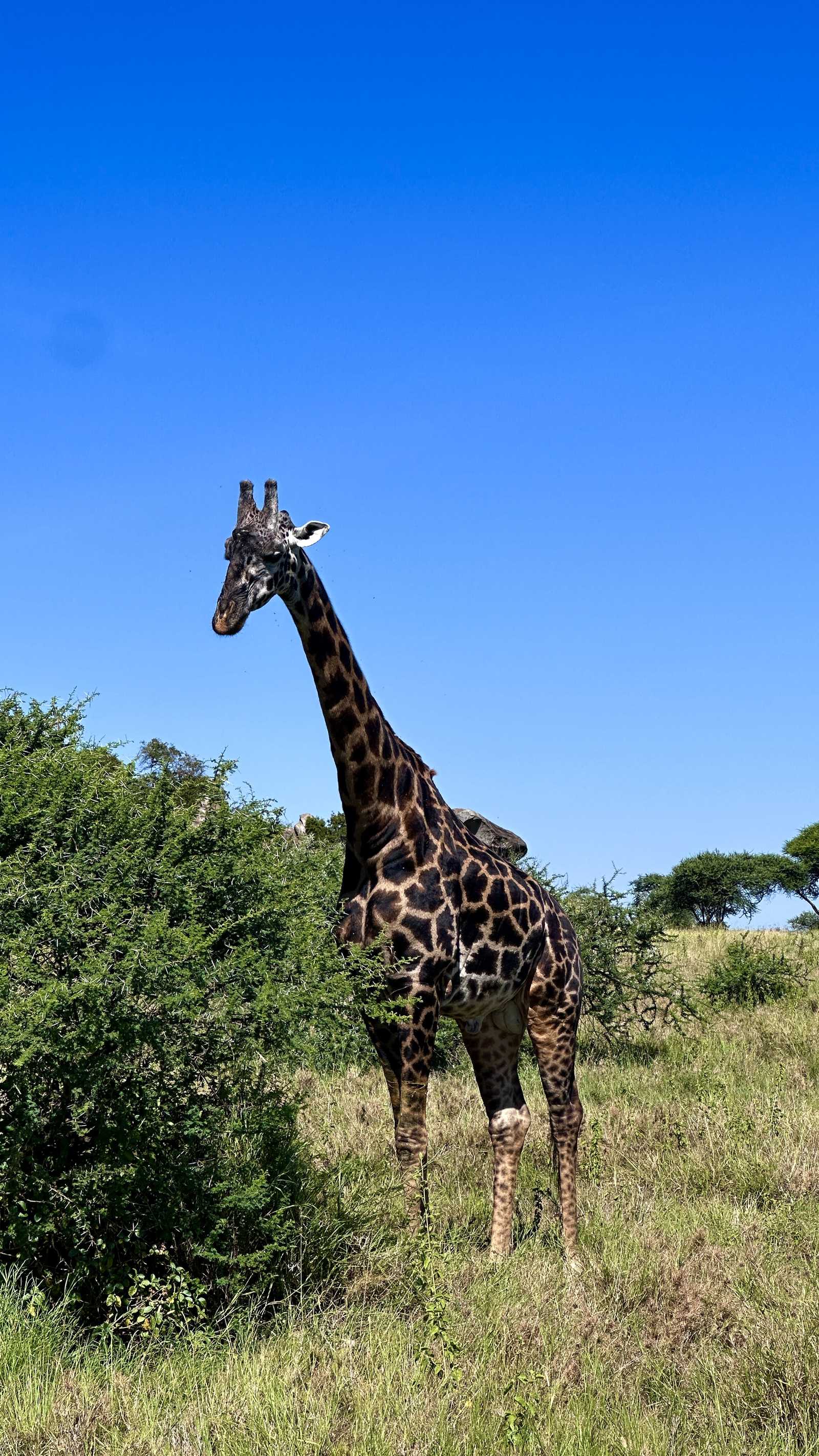 Girafe dans un parc en Tanzanie © Perrin Kalani