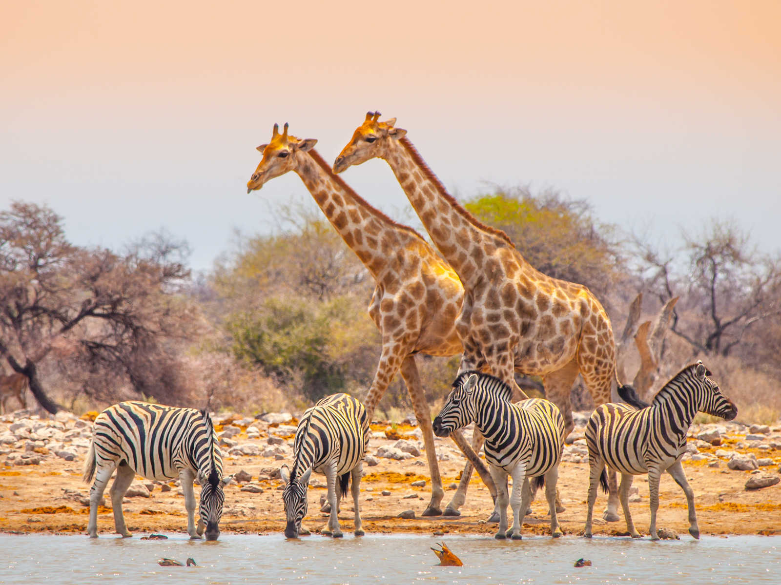 Girafes et zèbres près d'un point d'eau en Namibie © Pyty