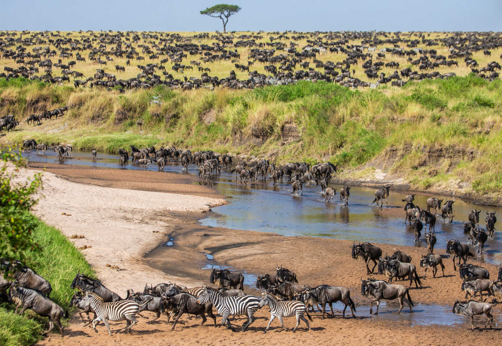 Gnous et Zèbres lors de la grande migration dans le Serengeti en Tanzanie © Gudkovandrey