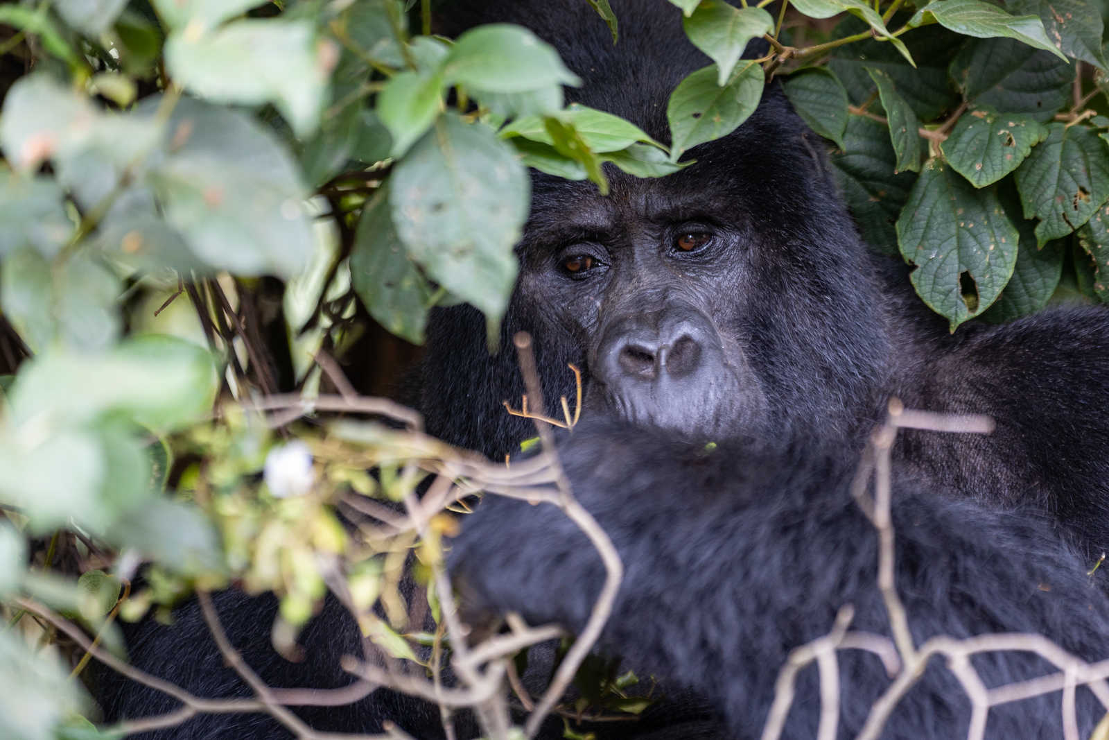 Gorille dans la forêt de Bwidi en Ouganda © Portier Rémi