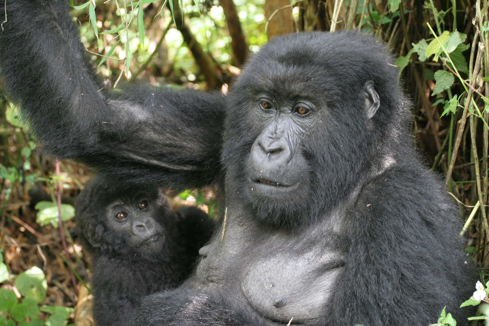 Image Gorilles, chimpanzés et source du Nil