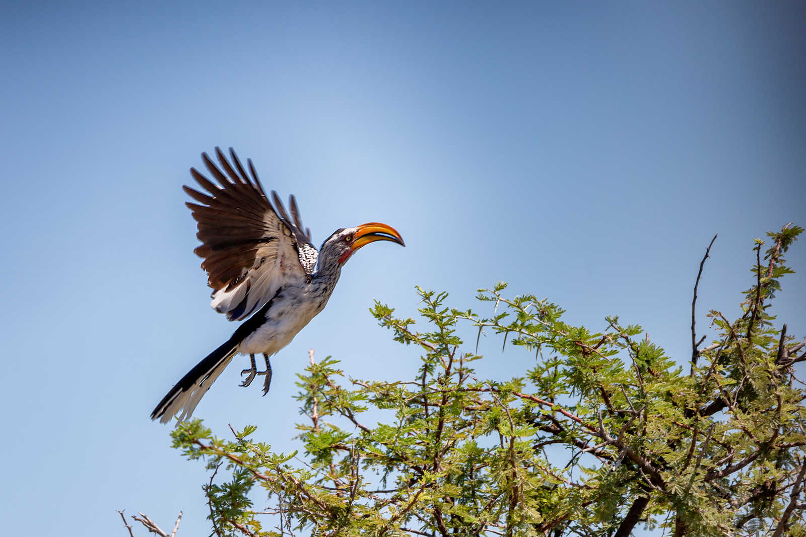 Grand Kalao, Namibie © XDR