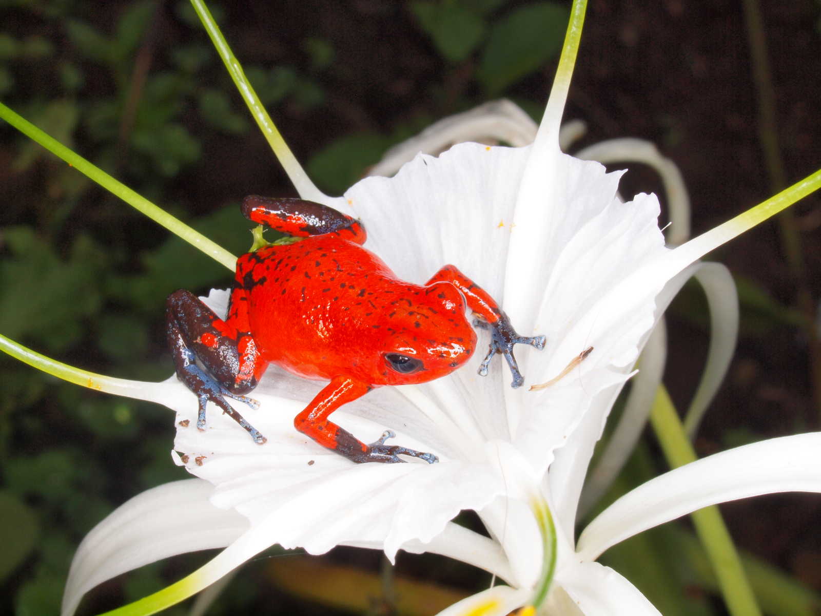 grenouille bluejeans © D. BRUNO