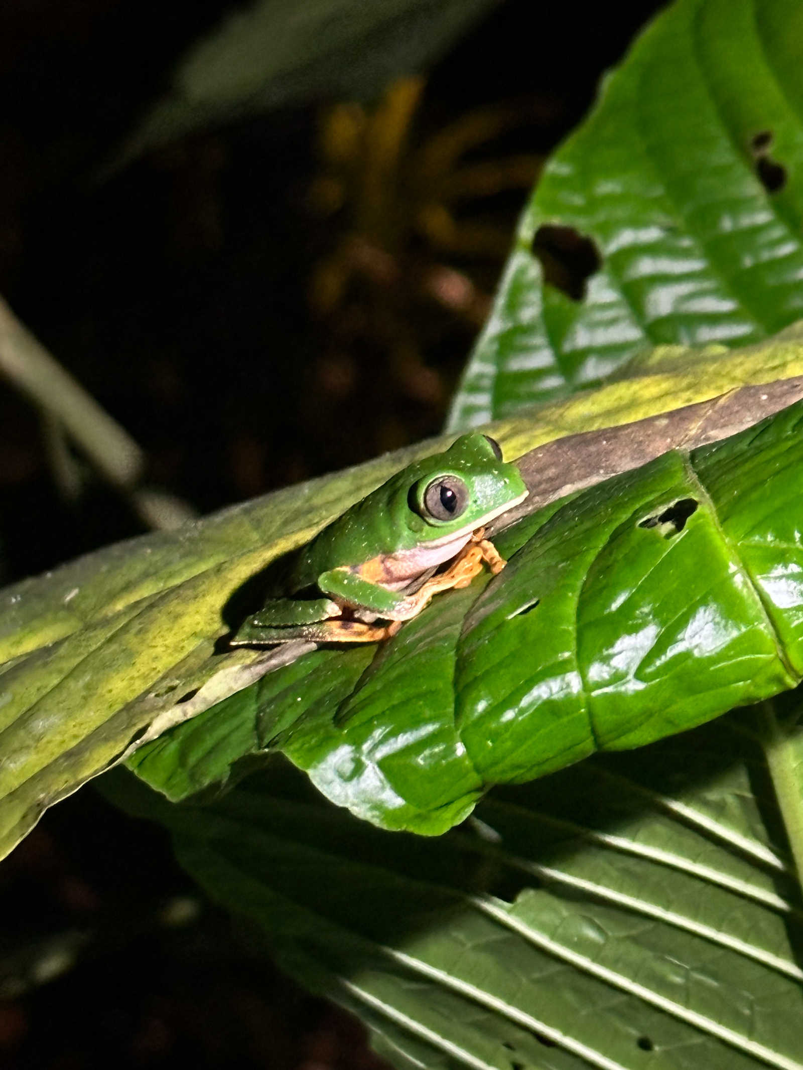 Grenouille d'Amazonie, Equateur © Moal Charlotte