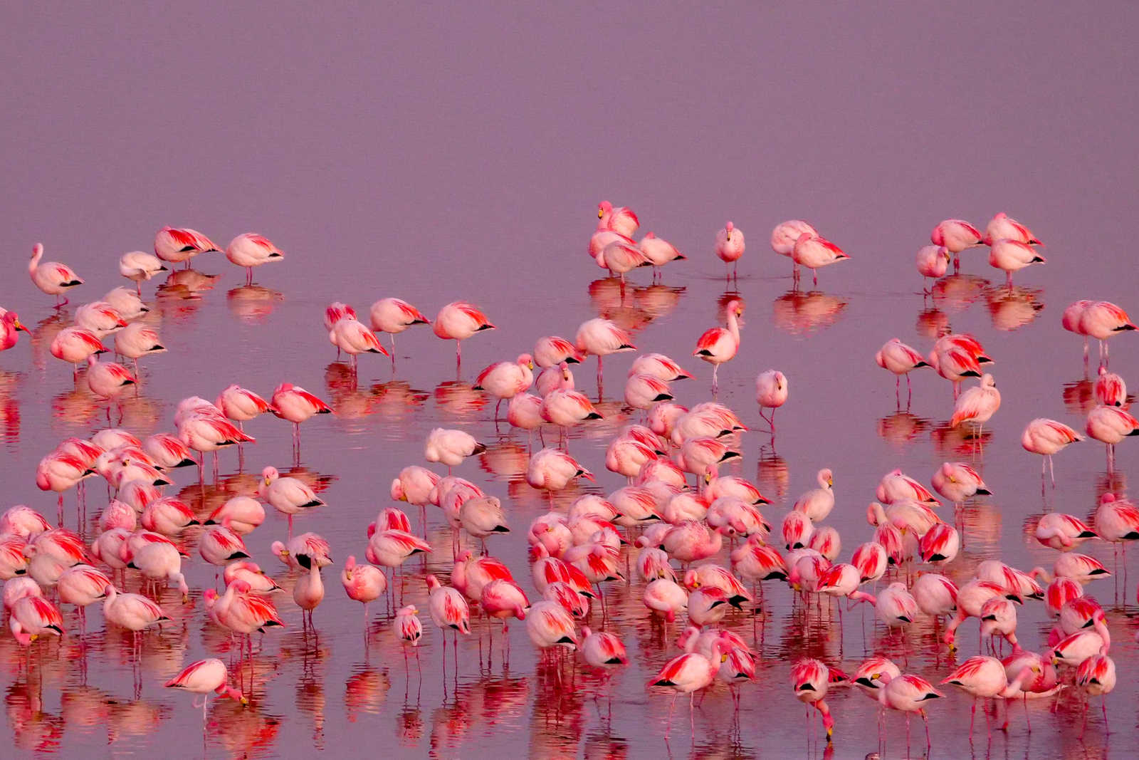 Colonie de flamants roses sur la Laguna Colorada, Bolivie © Fearless On 4 Wheels