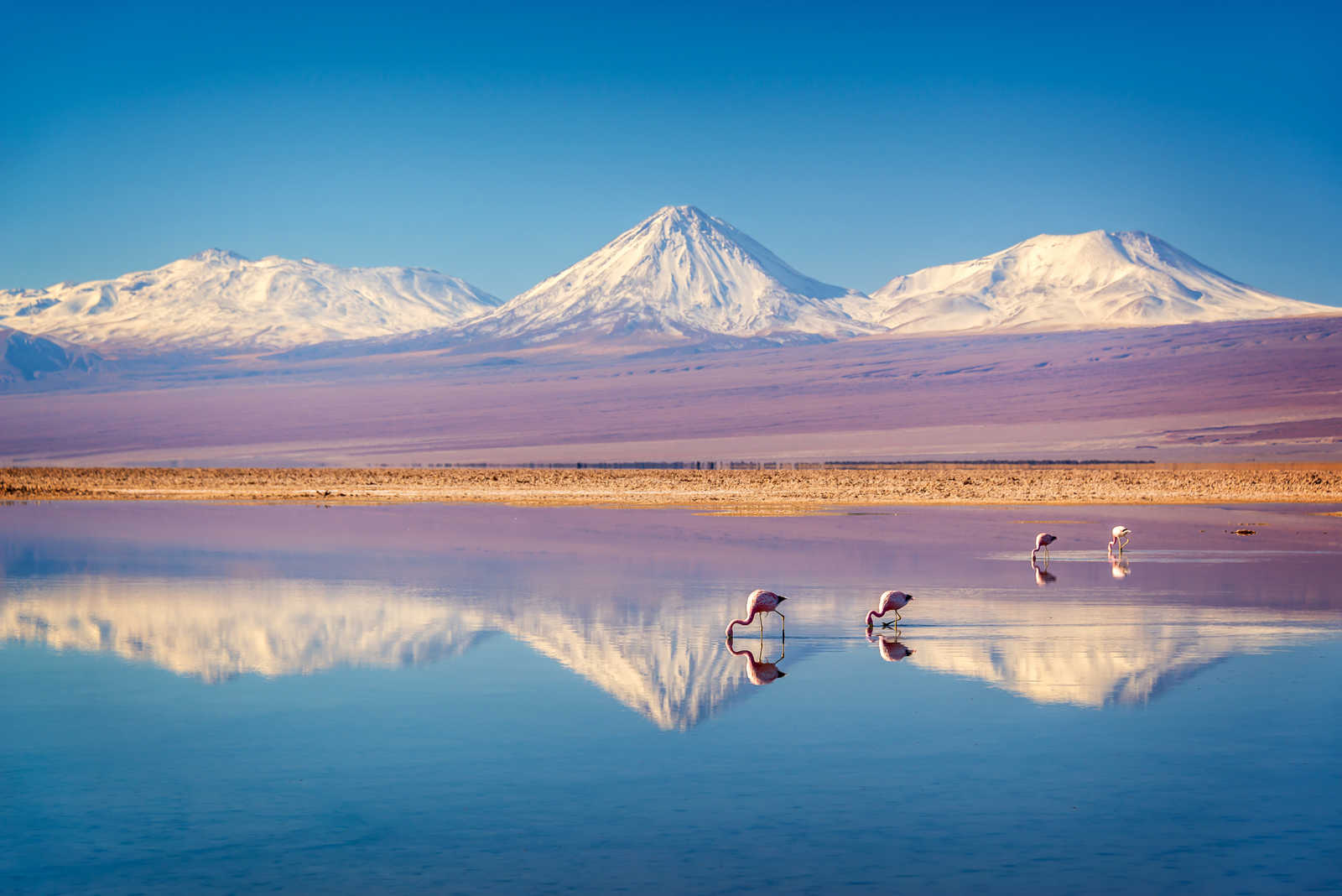 Groupe de flamants roses dans une lagune du Salar d'Atacama avec le volcan enneigé de Licancabur en fond. © Delphotostock