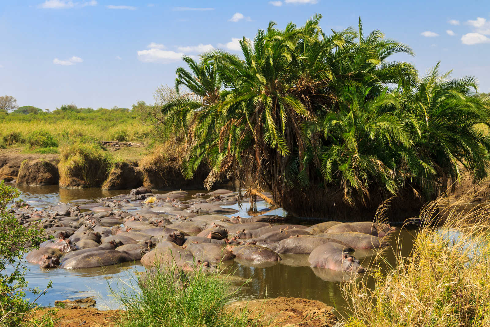 Groupe d'hippopotames dans l'eau dans le parc du Serengeti en Tanzanie © Olyasolodenko