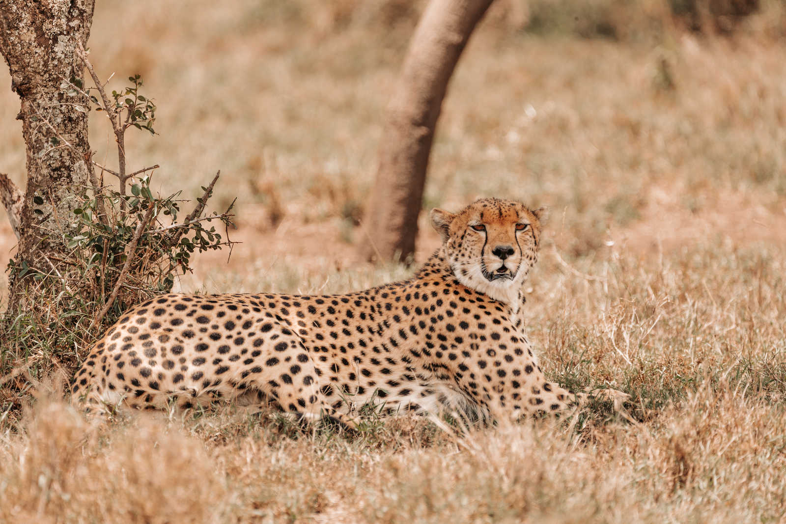Guepard a Ol Pejeta conservancy, Kenya par Luke © Luke