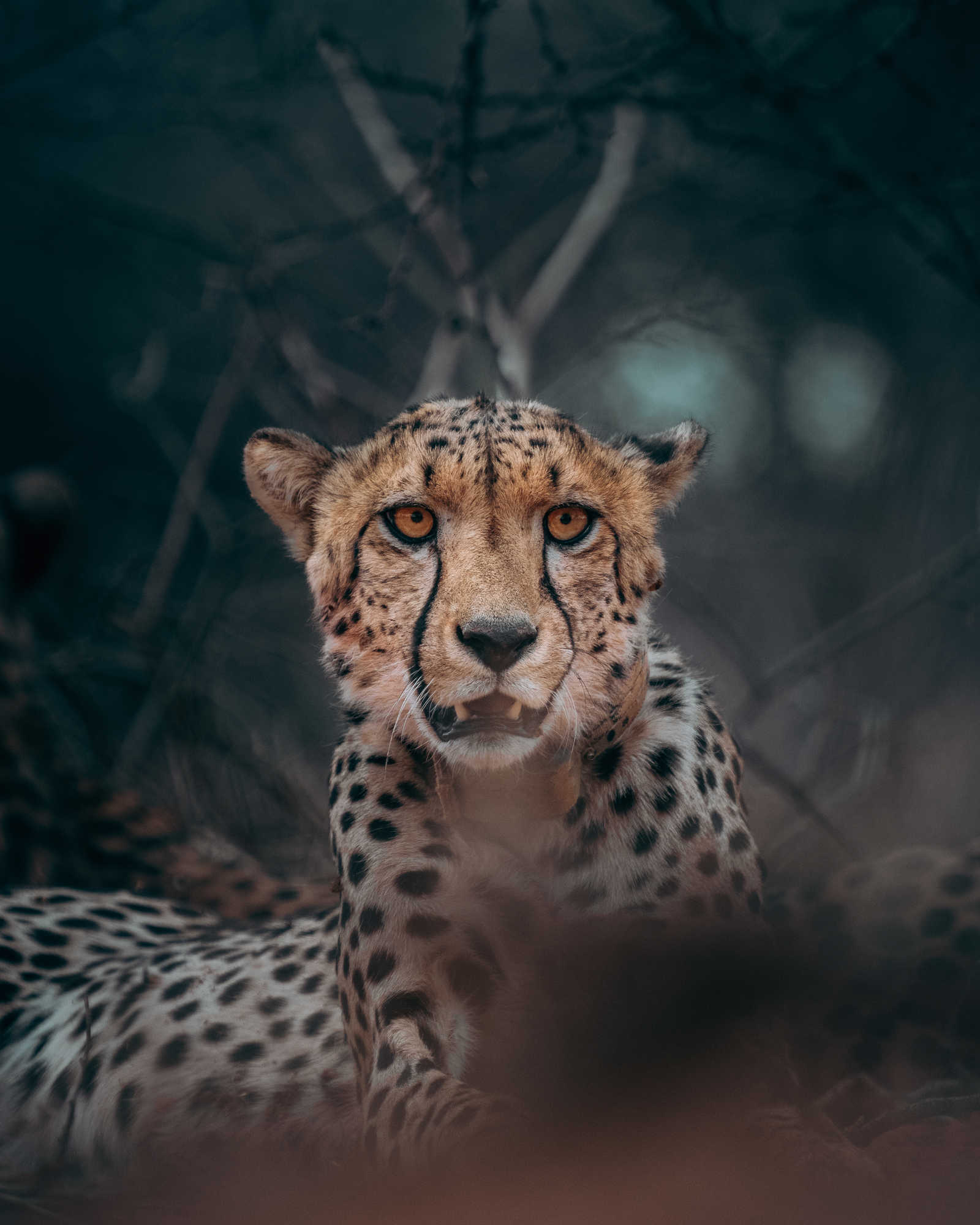 Guépard dans la brousse en Tanzanie © Cavazzana Leonardo