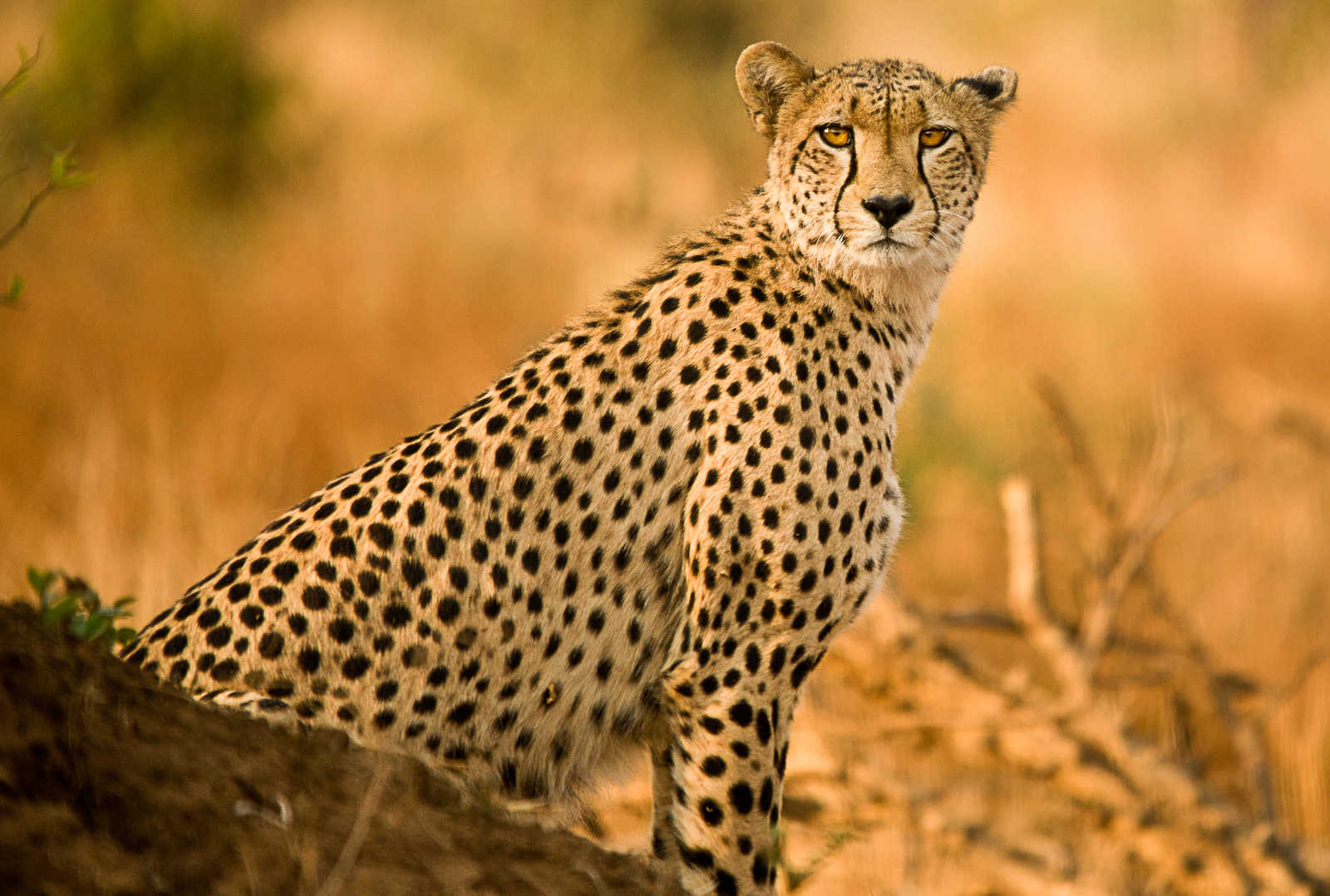 Guépard dans le parc Kruger en Afrique du Sud © TERRA RSA