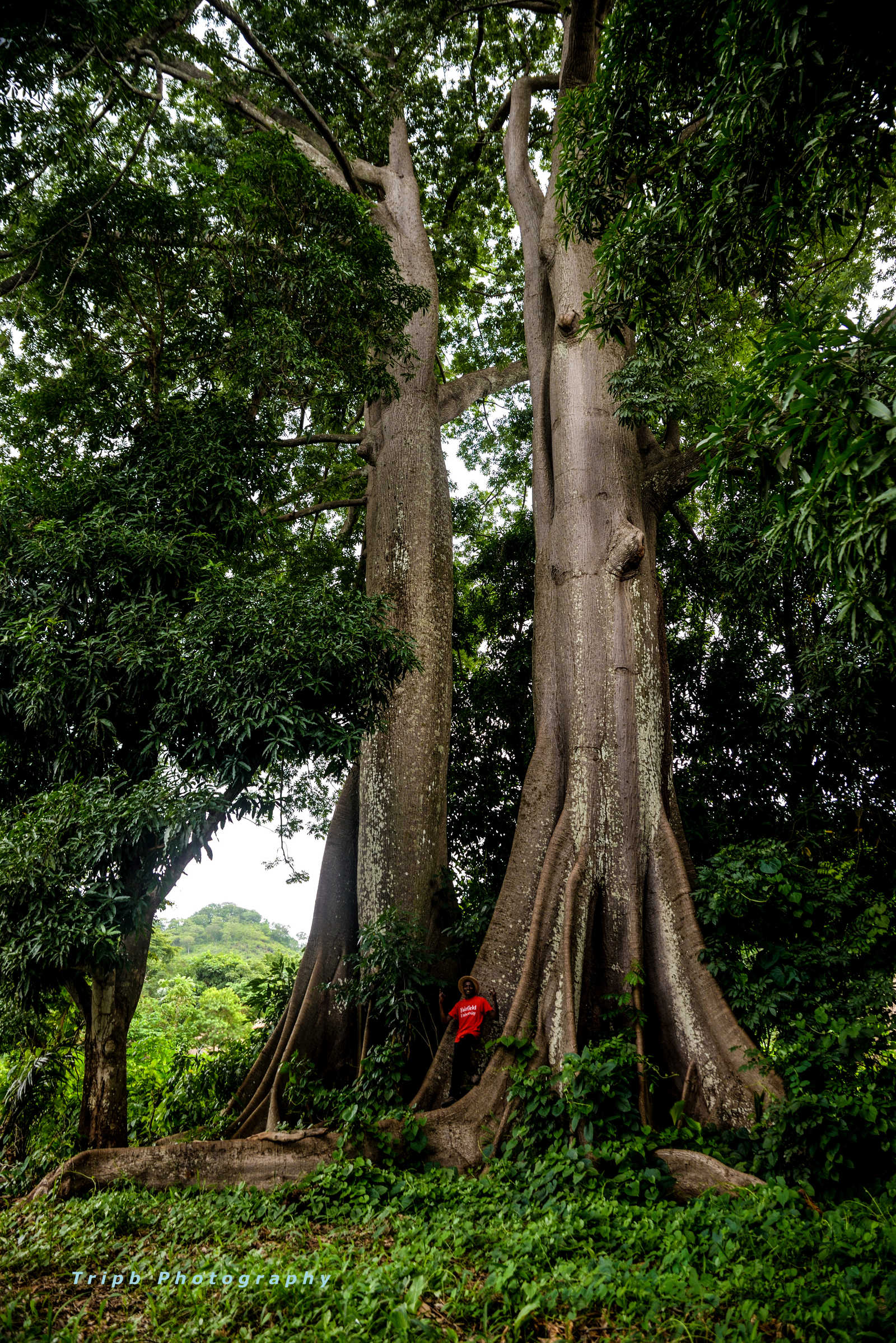 homme-local-devant-un-arbre-dans-le-fouta-djalon © Tripb Photography