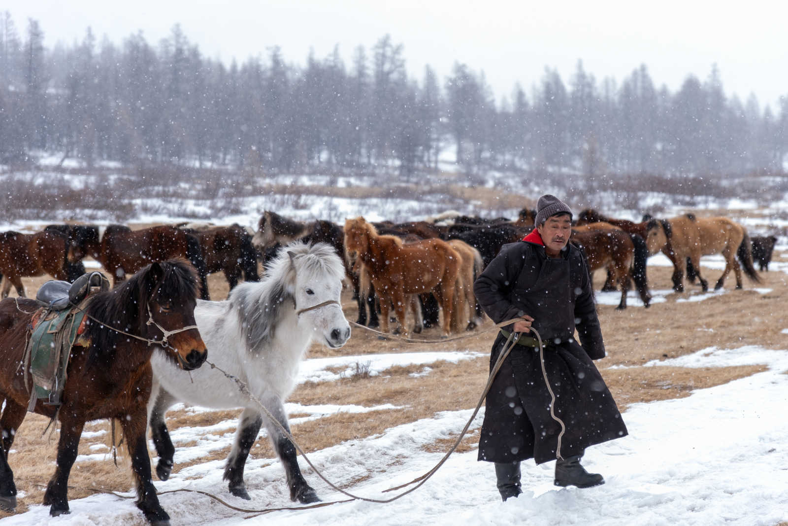 Homme mongole qui guide un troupeau de chevaux en Mongolie sous la neige © Quillévéré Yann