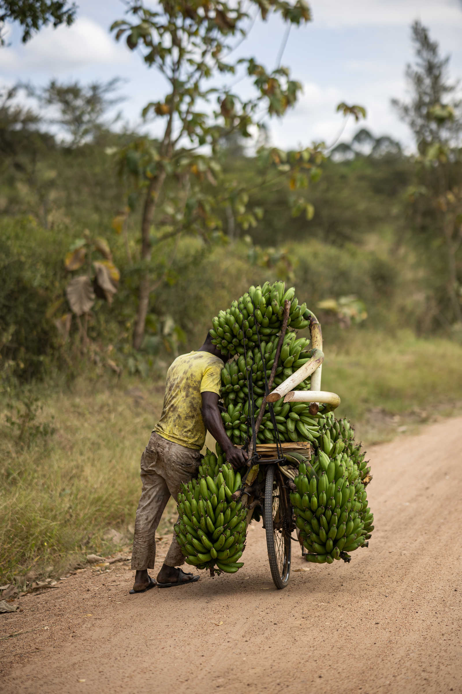homme qui transporte des régimes de bananes en Ouganda © Portier Rémi
