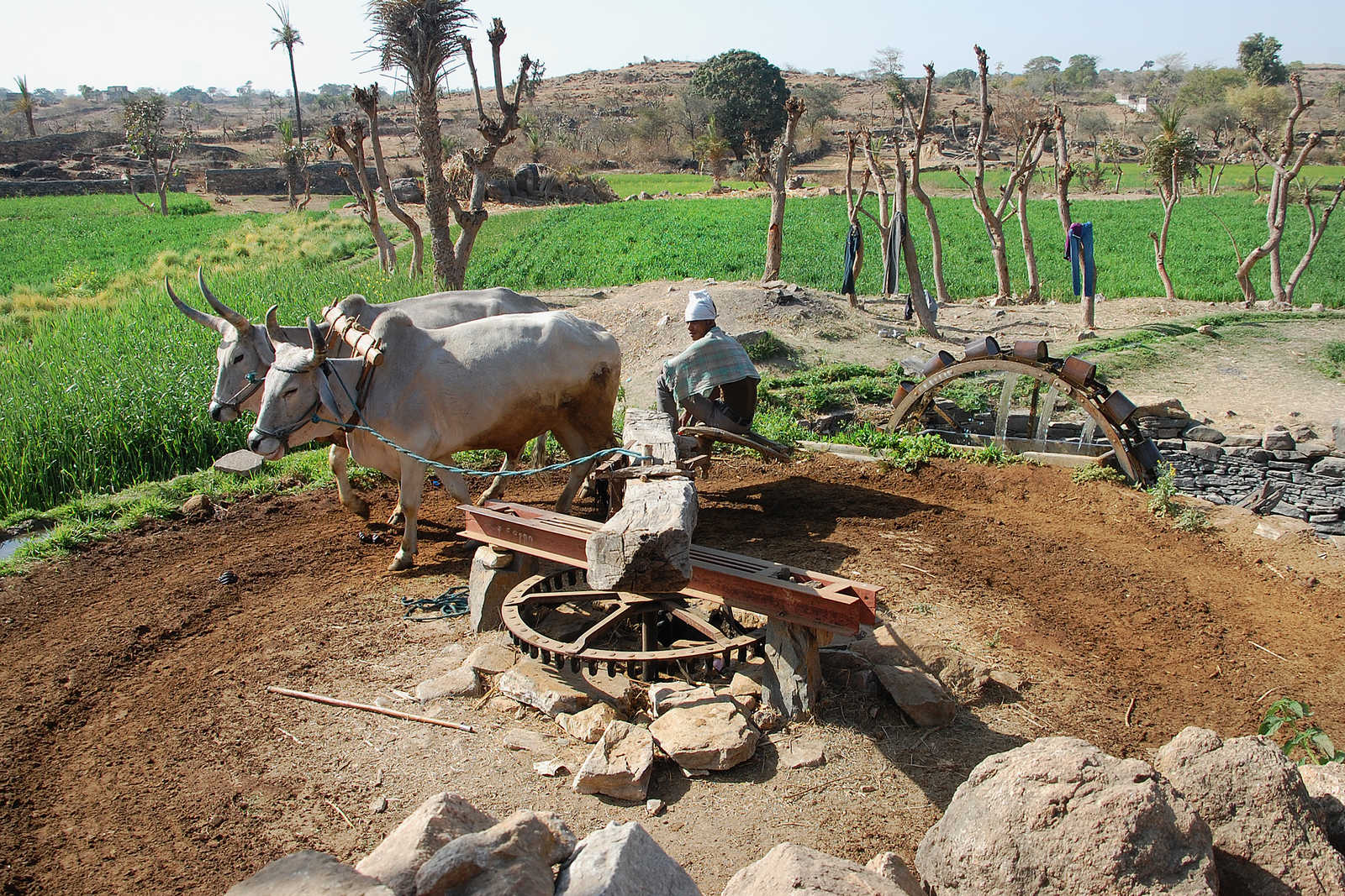 homme qui travaille avec des boeufs en Inde © Coston Jean-Pierre