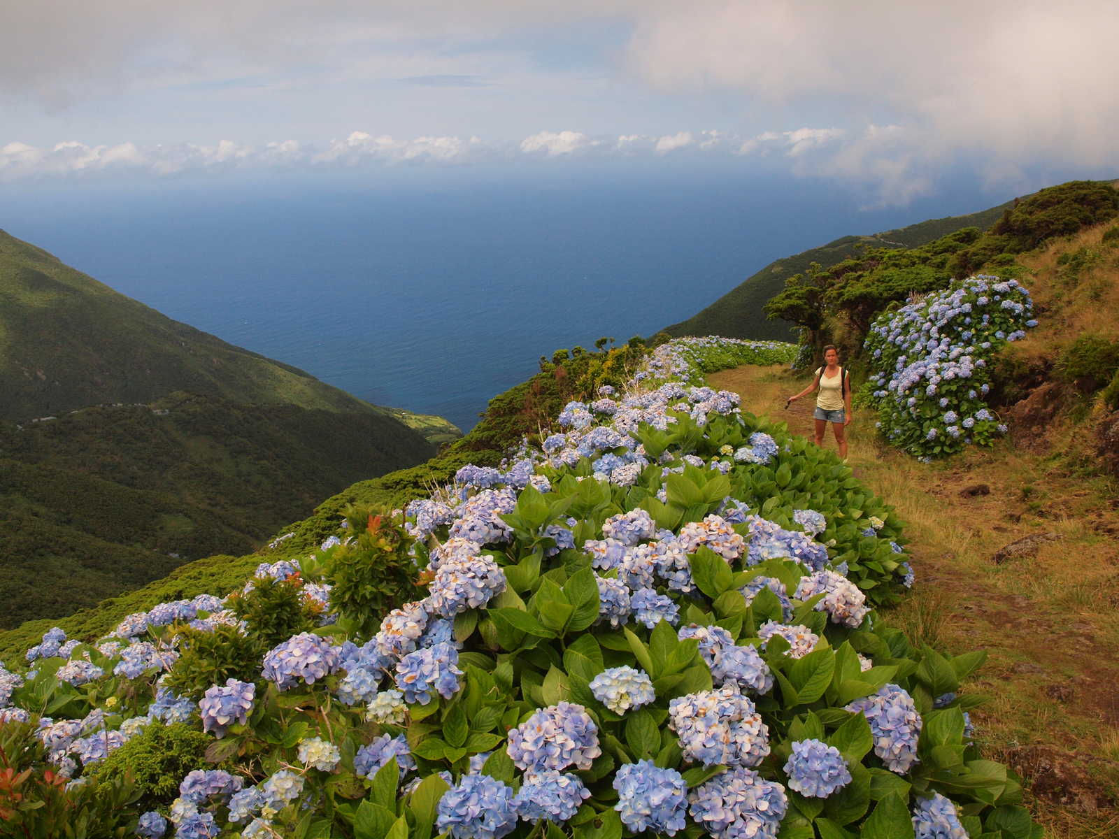 Hortensias fleuris sur l'île de Sao Miguel aux Açores © D. BRUNO