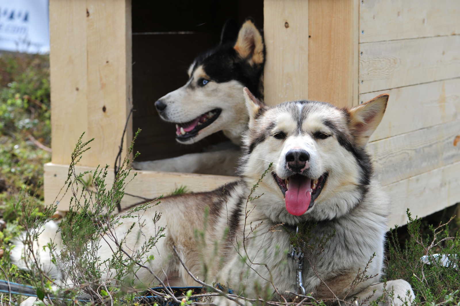 Husky du chenil de Hossa © Emmanuelle Revol