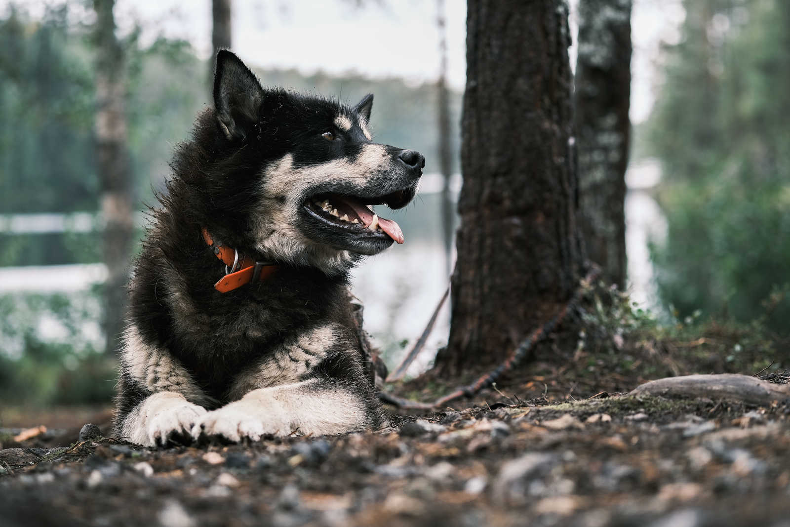 Husky en Finlande © Ariza Charles
