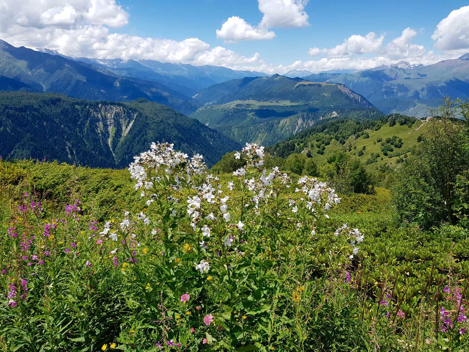 Julienne des dames, fleurs en Géorgie © Shakya Rajeev