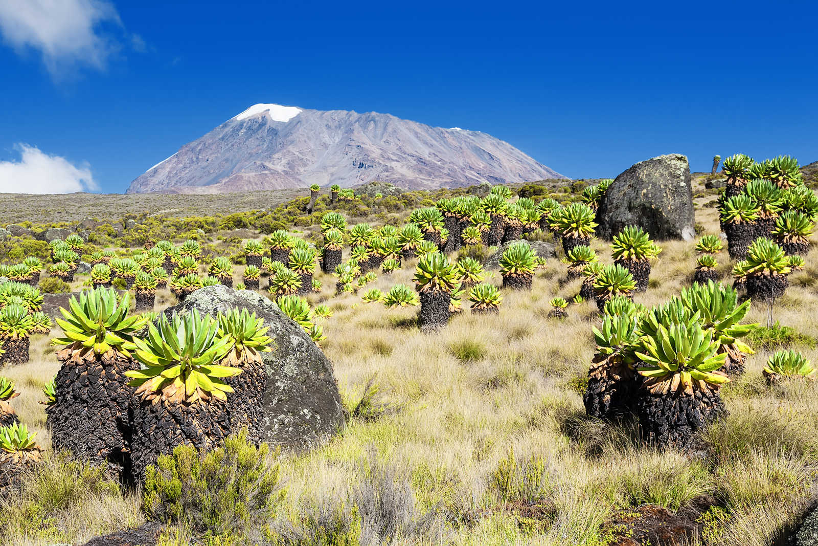 La forêt de Séneçons sur le Kilimandjaro en Tanzanie © Avatar-023