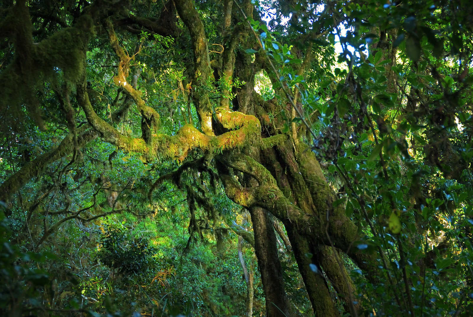 La forêt équatoriale sur le bas des pentes du  Kilimandjaro en Tanzanie © Oleg Znamenskiy
