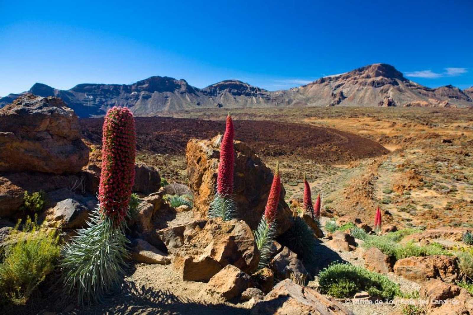 La vipérine, plante emblématique du Teide aux Canaries © Lafouge Marjolaine