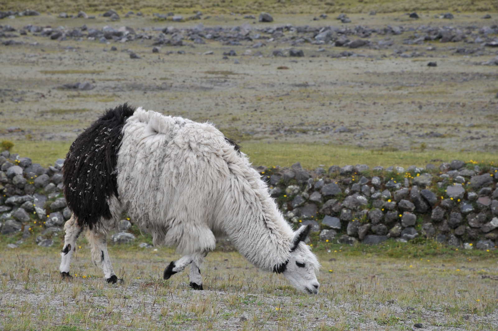 Lama - Equateur - Cotopaxi © Gizon Christian
