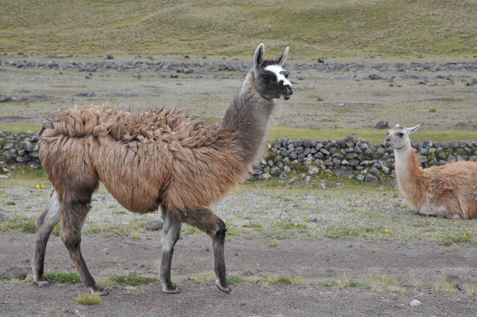Lama - Equateur - Cotopaxi © Gizon Christian