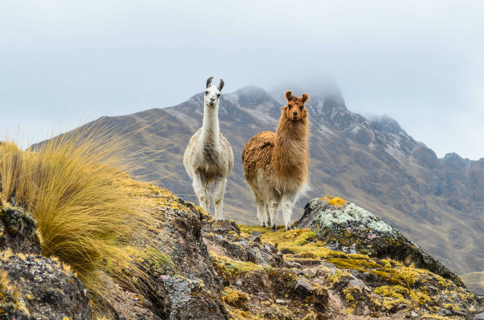 Lamas au Pérou devant la montagne © Chang Danica