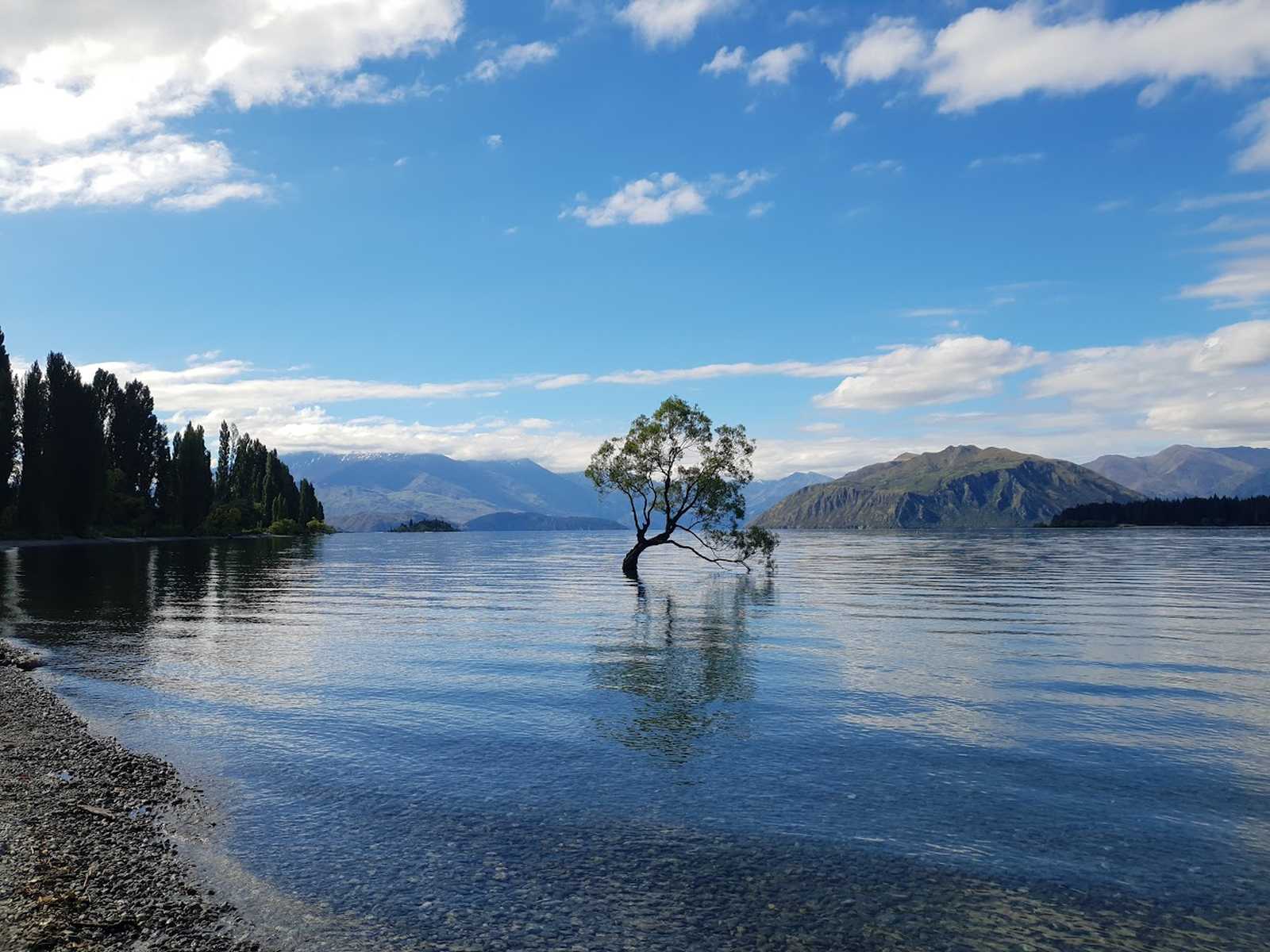 Le Wanaka tree ou Wanaka Willow © Resta Lidia