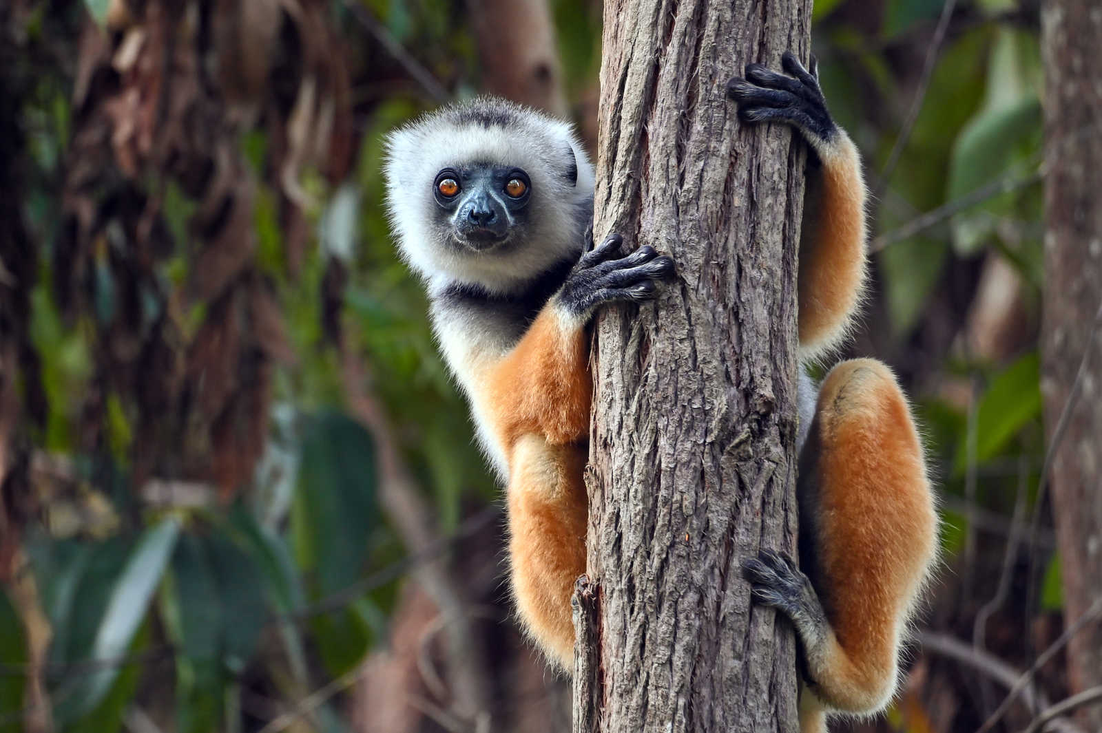 Lémurien Madagascar © Mirecca