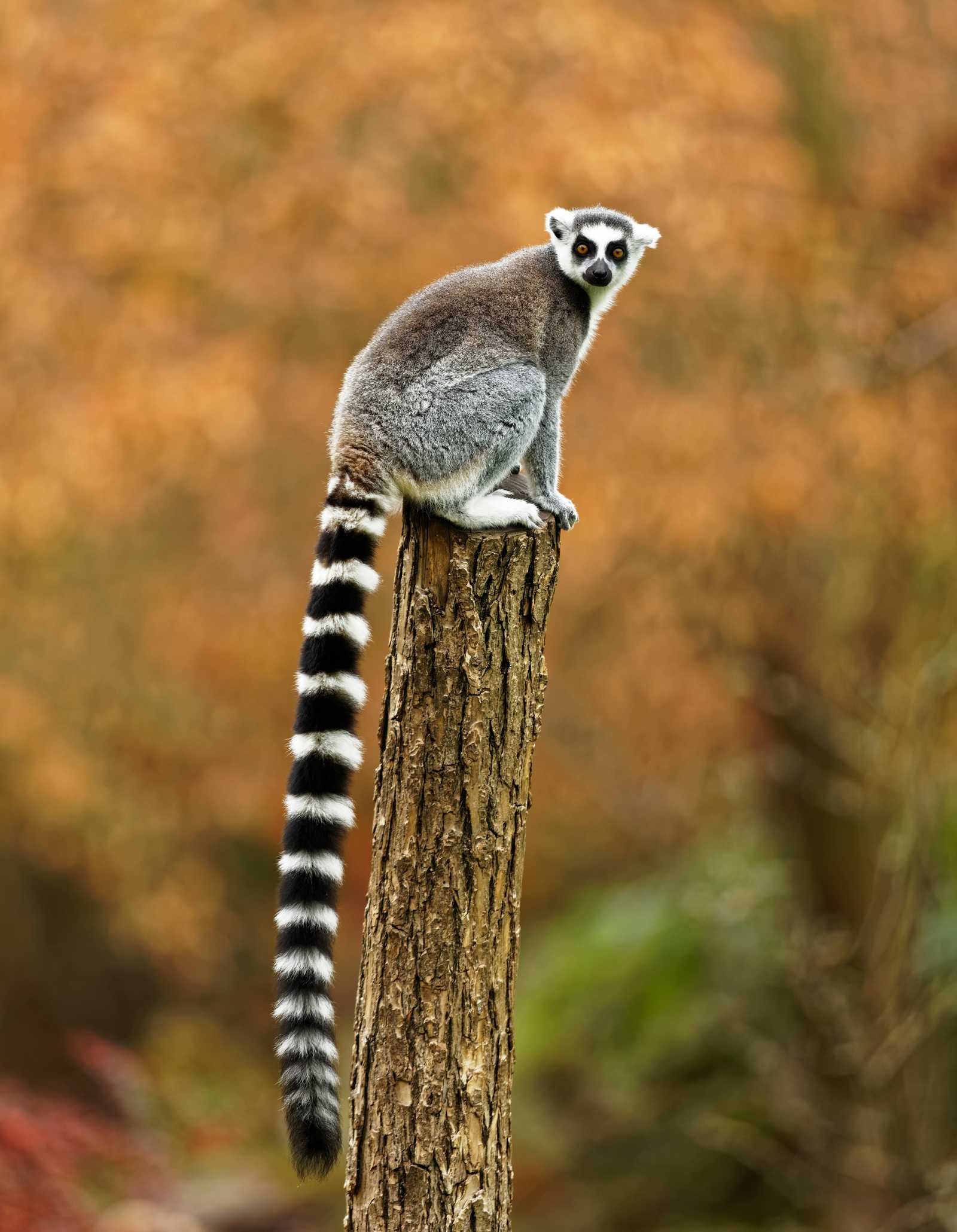 Lémuriens de Madagascar © Macháček Zdeněk