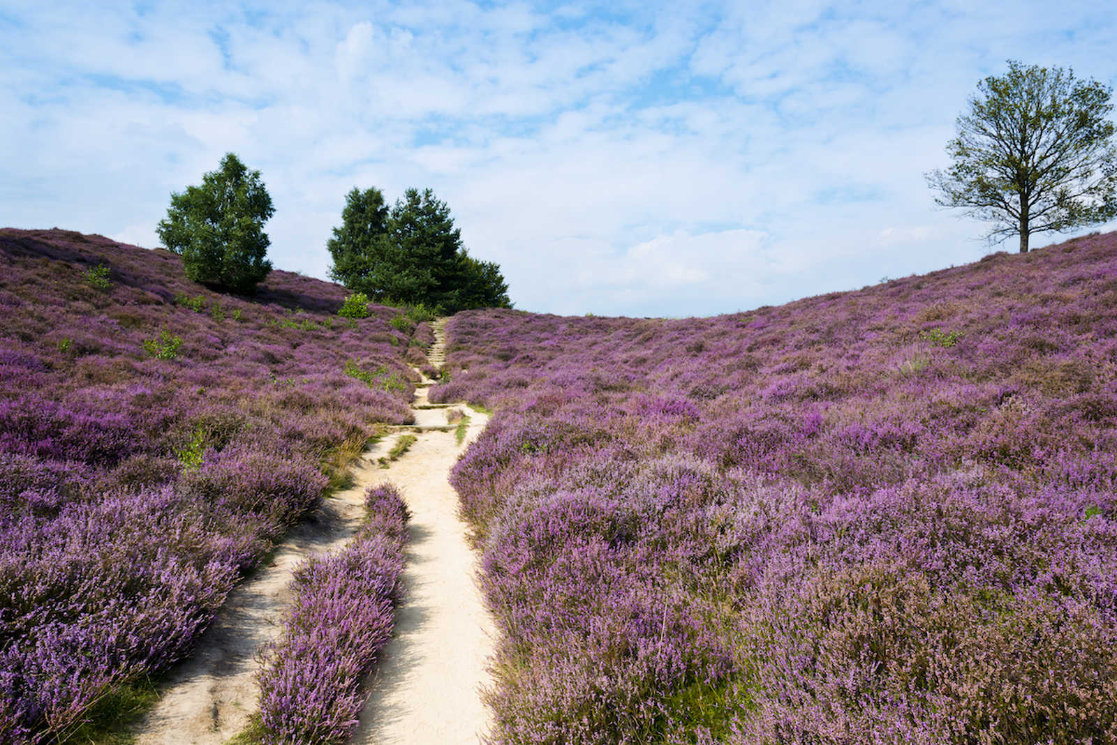 Les bruyères du massif du Caroux, Haut Languedoc © iStock