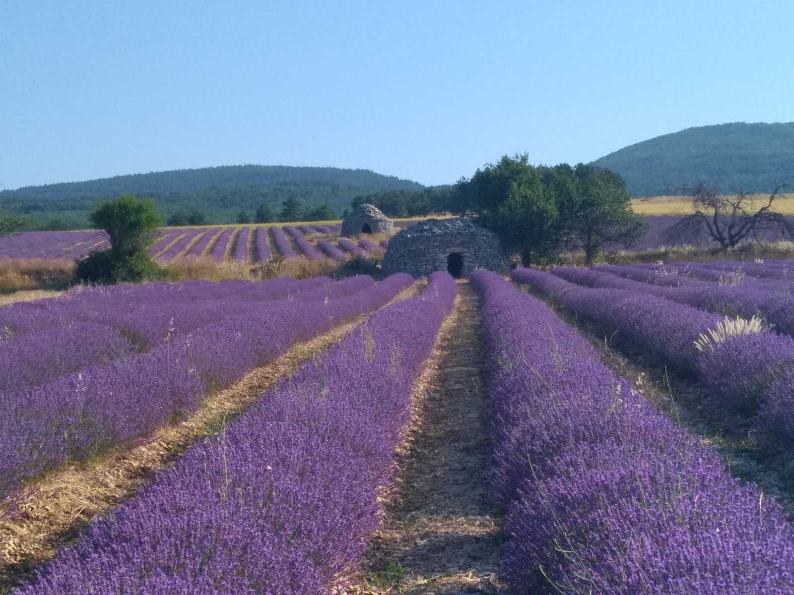 Le chemin des lavandes | Huwans