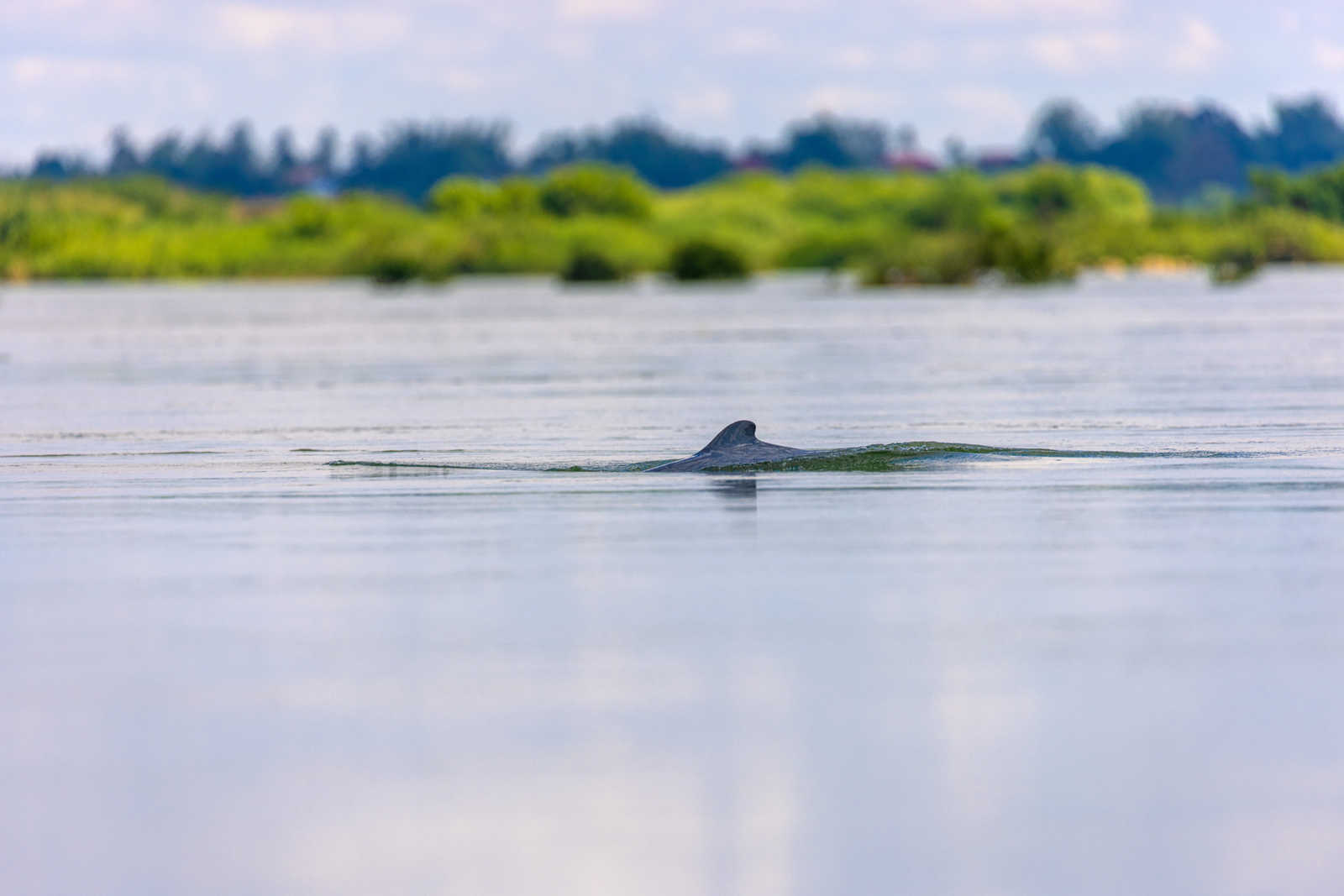 Les dauphins d'eaux douces © Goran