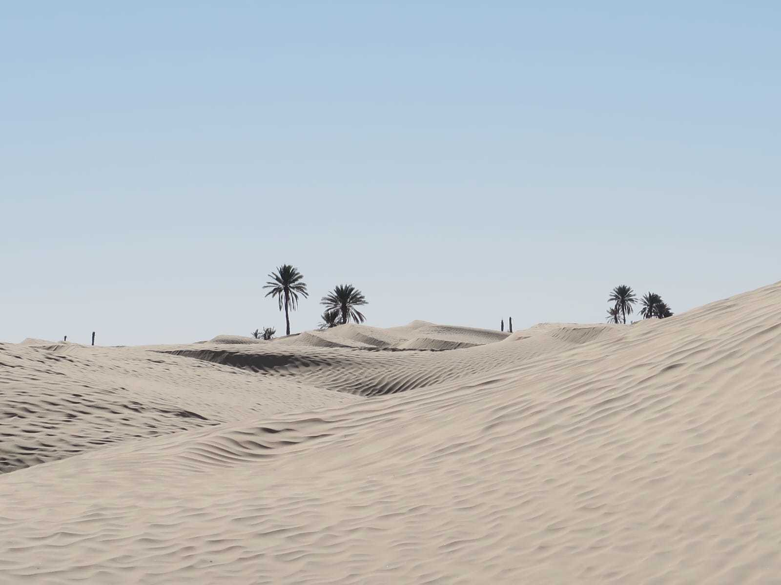 Les dunes de l'Erg Oriental © Ben Zaied Ali