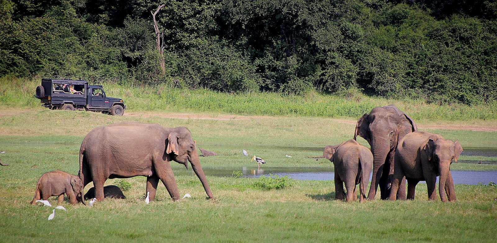Les éléphants dans le parcs nationaux du Sri Lanka © pixabay