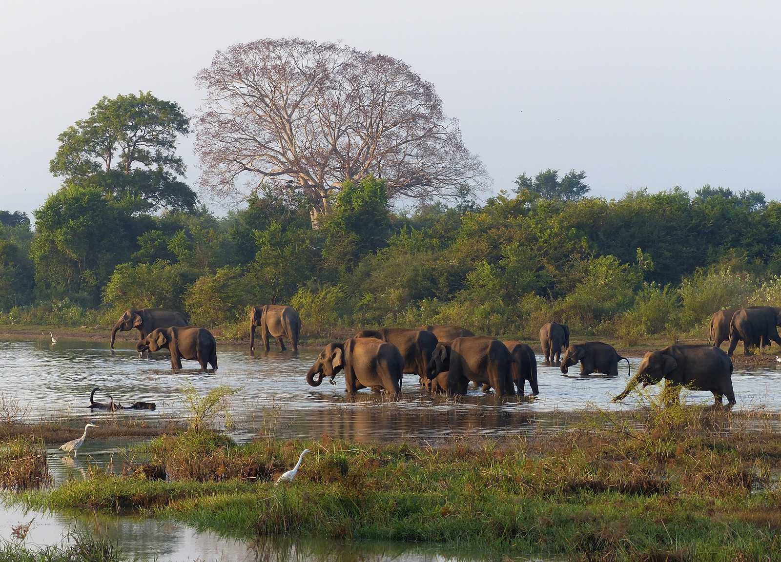 Les éléphants dans le parcs nationaux du Sri Lanka © pixabay
