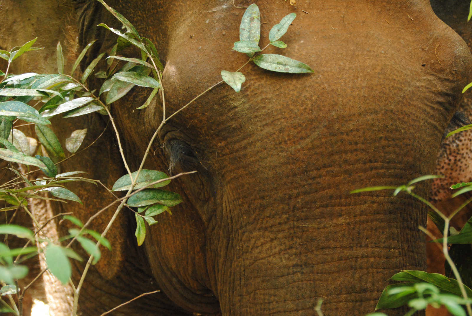 Les éléphants dans les montagnes de Mondolkiri © Delphinerodillon