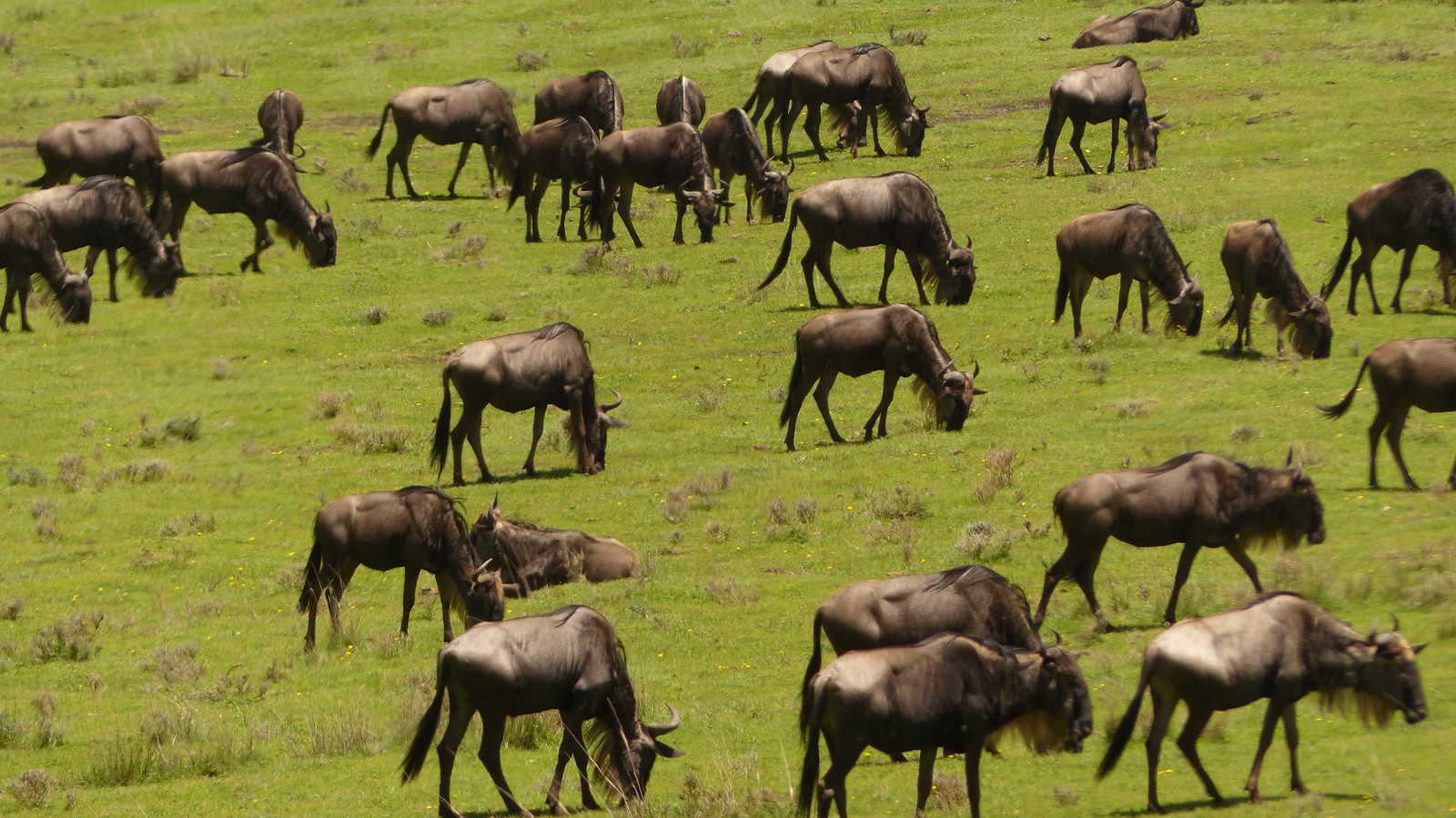 Image Intégrale des safaris et rando en pays Masaï