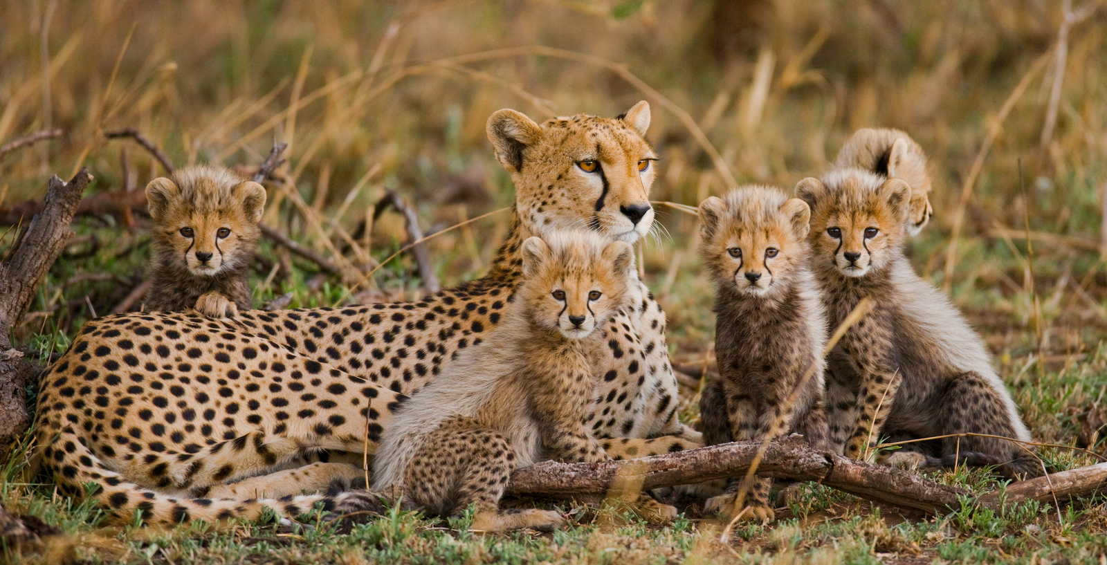 Les guépards en famille en Tanzanie © Gudkovandrey
