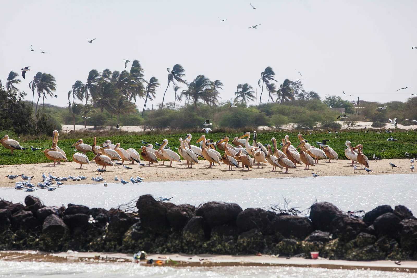 Les pélicans de la langue de barbarie au Sénégal © Origin Africa