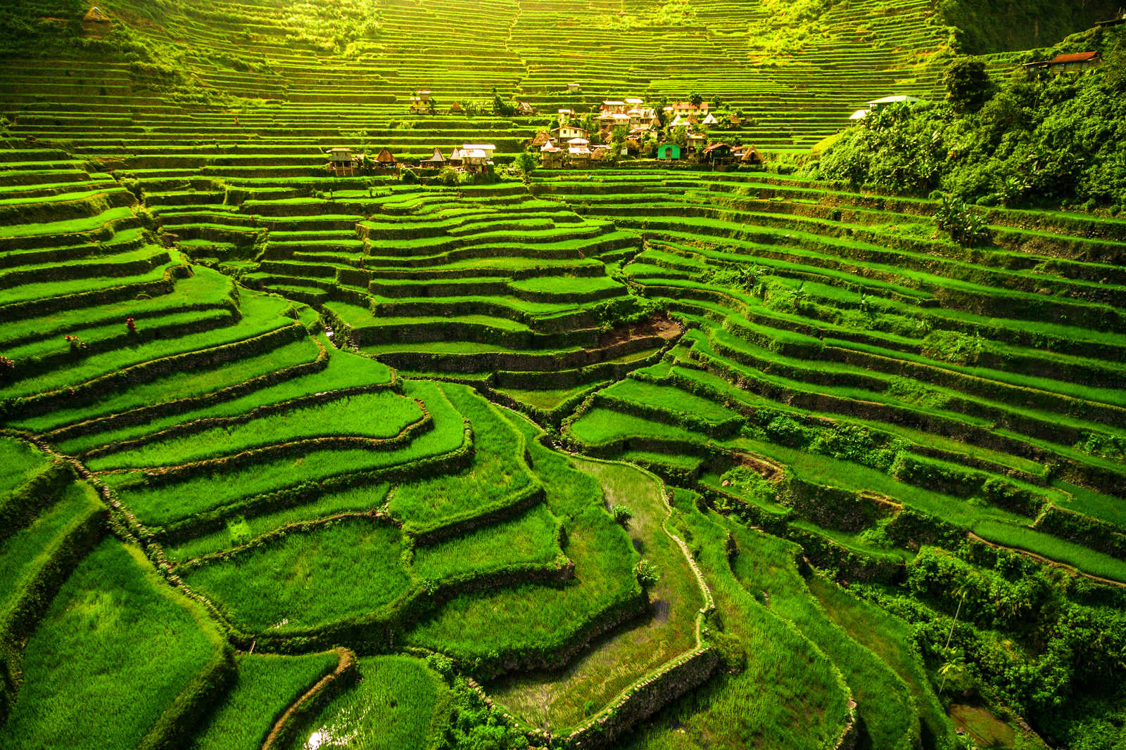Les rizières de Banaue, Nord Luzon, Philippines © R.m. Nunes