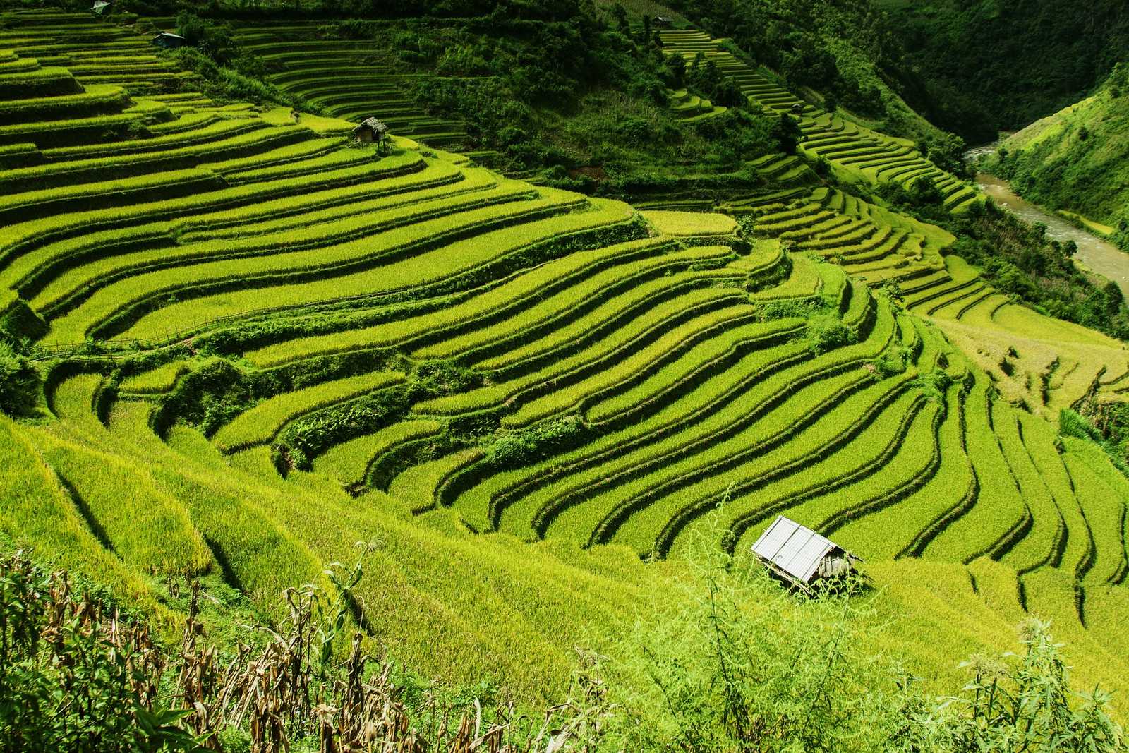 Les rizières en terrasses du nord Vietnam © pixabay