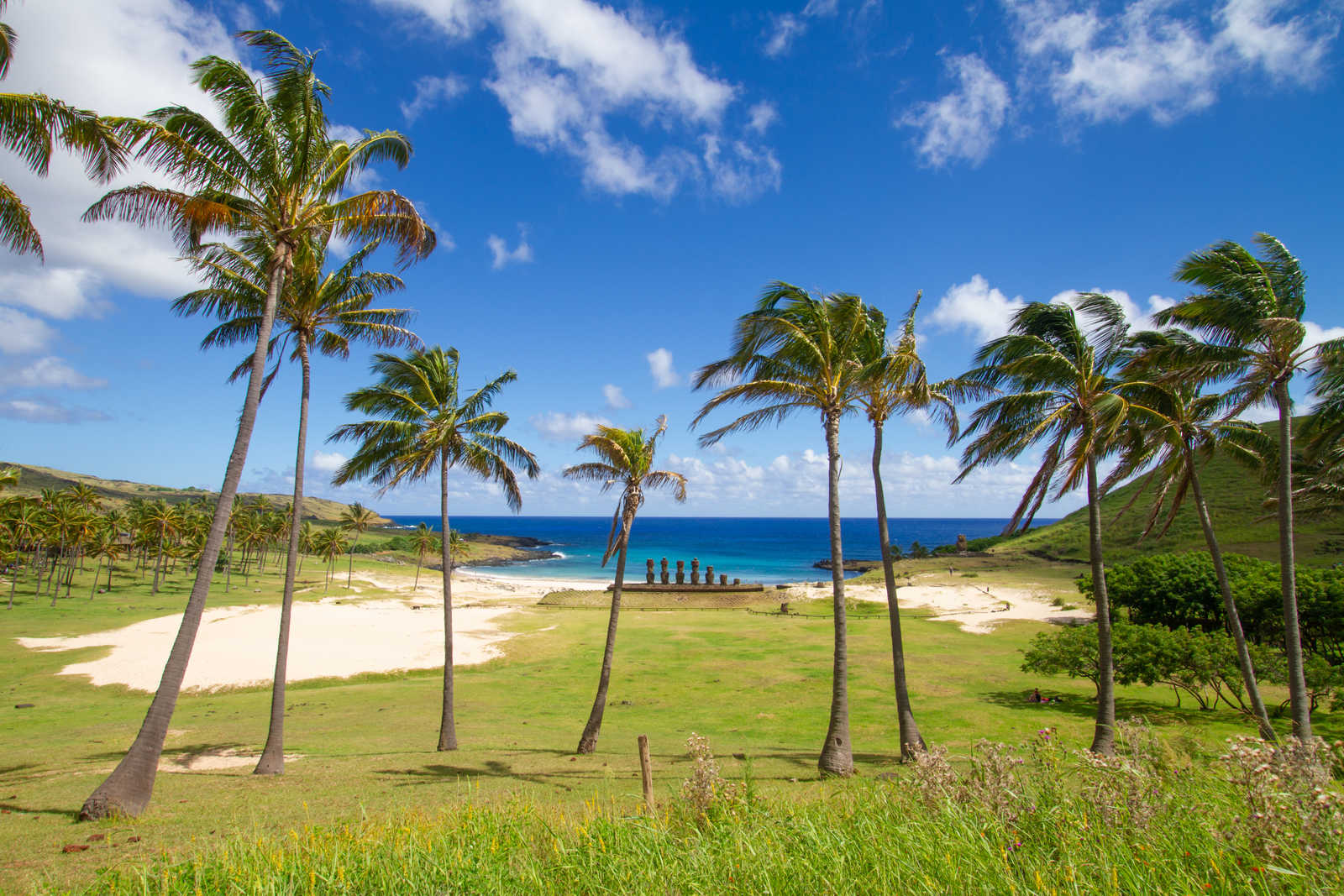 Les statues Moai se dressant sur la plage de sable blanc d'Anakena entourées de palmiers © Kasto
