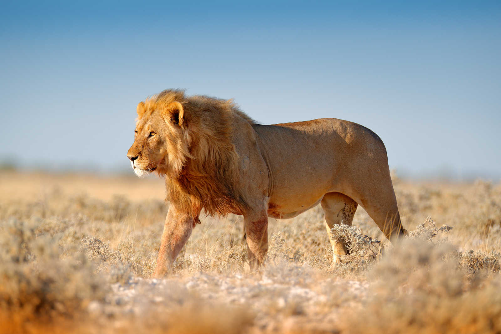 Lion dans la brousse namibienne © Ondrejprosicky