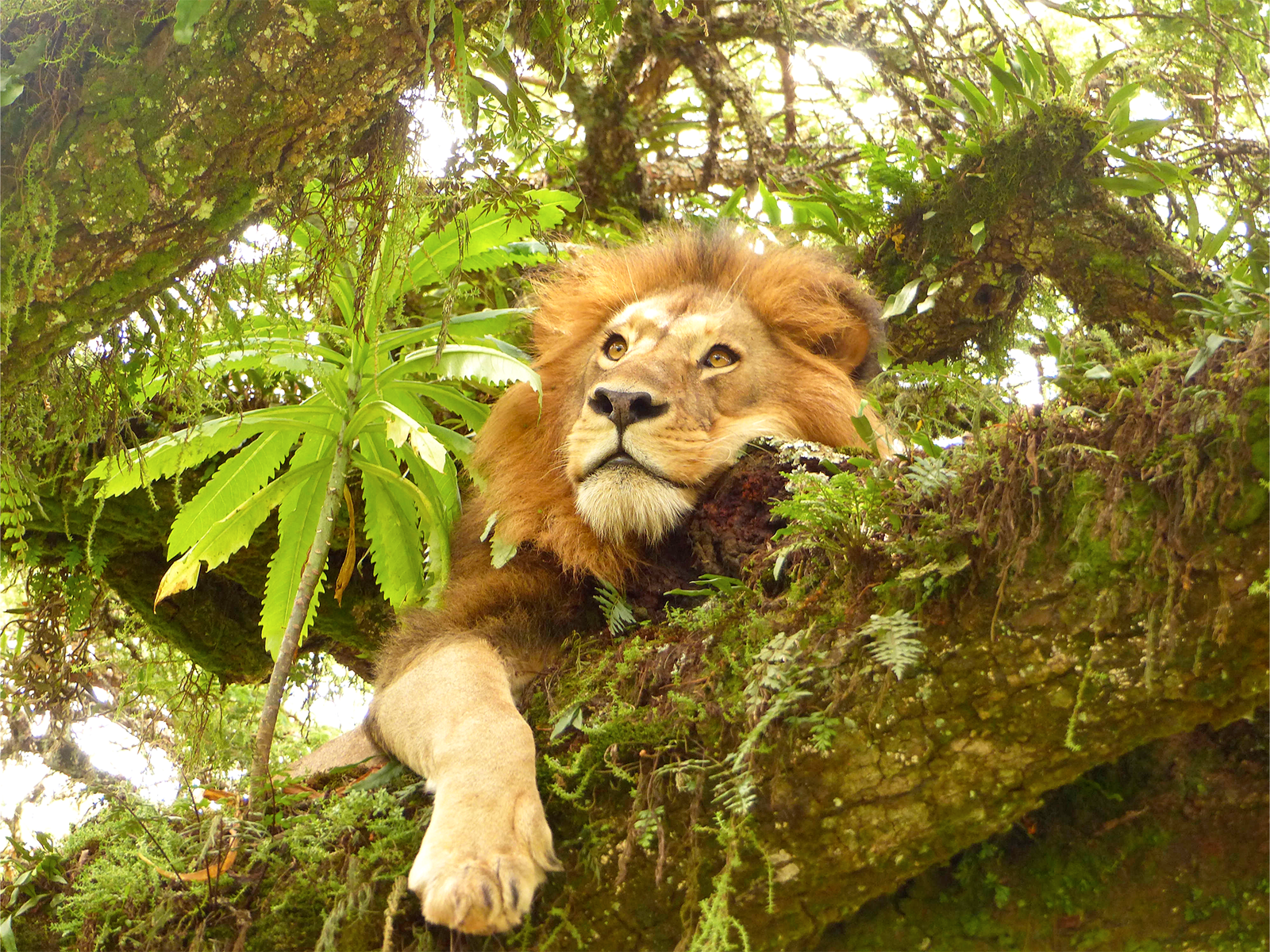 Lion dans un arbre dans l'aire préservée du Ngorongoro Tanzanie © Libeer Matthieu