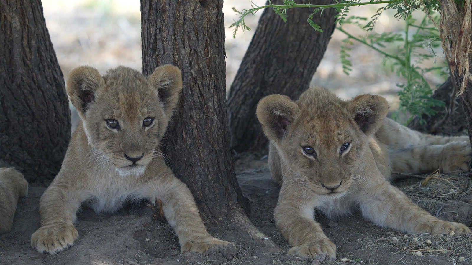 Lionceaux, Botswana © Cs