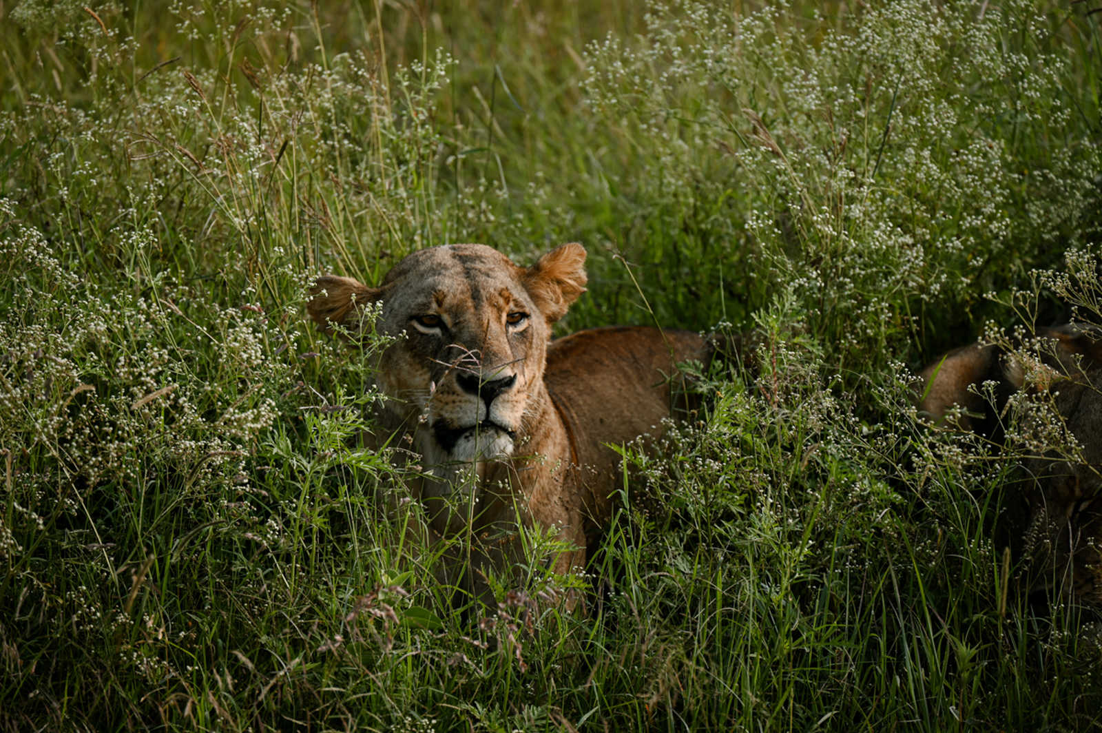 lionne au kenya © Coudret Étienne