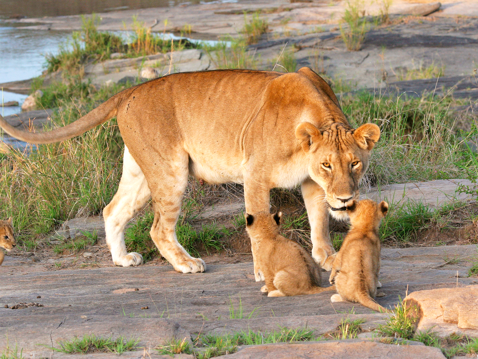 Lionne et ses lionceaux dans le parc du NGorongoro en Tanzanie © J.L. GUENOT