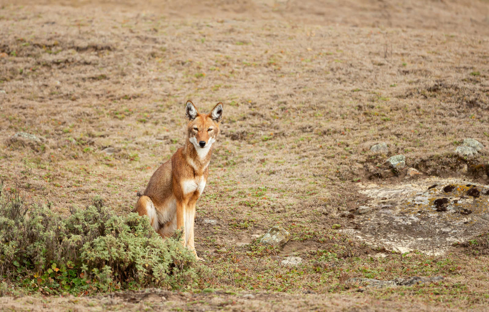Loup d'Ethiopie © Giedriius